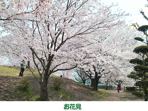 お花見